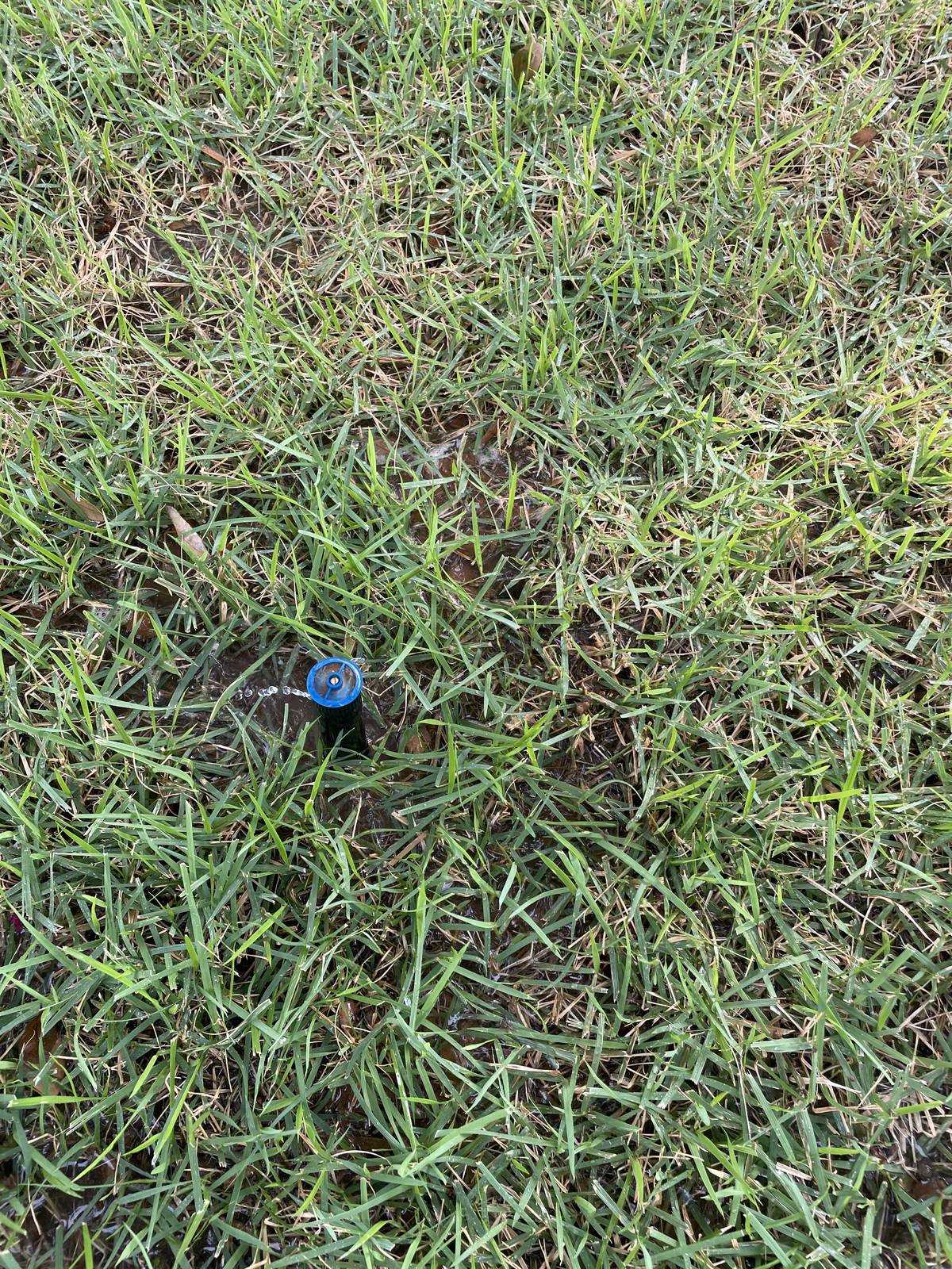Pop-up sprinkler head with a blue nozzle running in a Grapevine, Texas lawn
