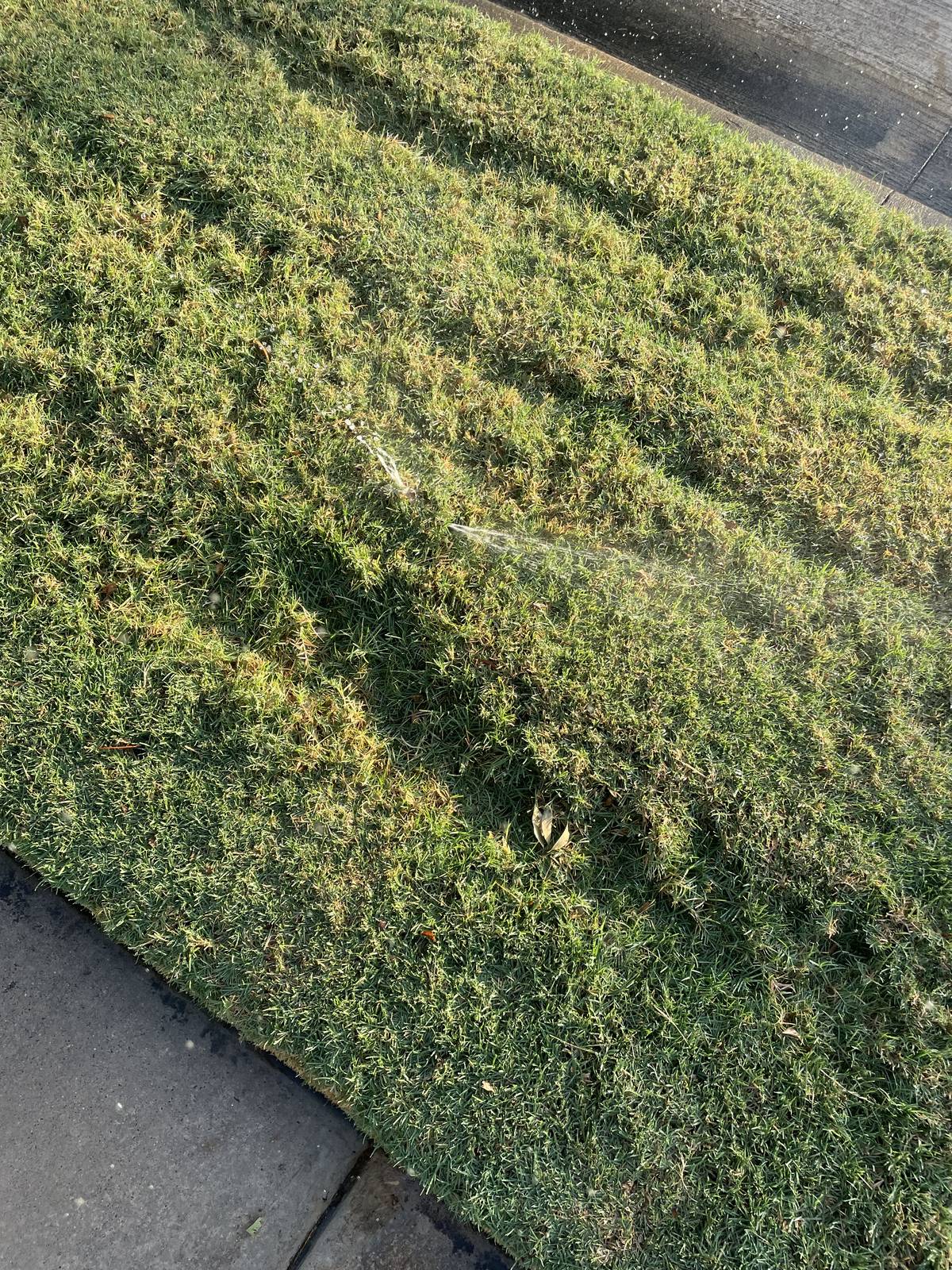 Sprinkler head spraying along a curb-side strip of lawn in Keller, Texas